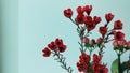 Red waxflower for indoor decoration ideas