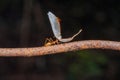 Red weaver ant, Oecophylla smaragdina carrying mantis moult, Satara, Royalty Free Stock Photo
