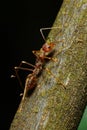 Red weaver ant on a twig
