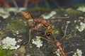 Red weaver ants carrying food Royalty Free Stock Photo