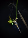 Red Weaver Ants fight with dragonfly