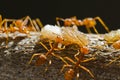 Red weaver ants