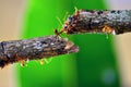 Red weaver ants ,Teamwork of ants constructing bridge Royalty Free Stock Photo