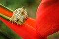 Red-webbed Tree Frog, Hypsiboas rufitelus, animal with big eyes, in the nature habitat, Panama. Frog from Panama. Beautiful frog i Royalty Free Stock Photo