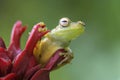 Red-webbed Tree Frog - Hypsiboas rufitelus Royalty Free Stock Photo