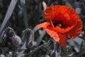 Red weed Royalty Free Stock Photo