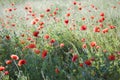 Red weed Royalty Free Stock Photo