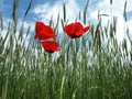 Red weed Royalty Free Stock Photo