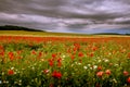 Red weed with daisies on a field. Royalty Free Stock Photo