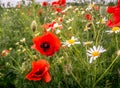 Red weed with daisies. Royalty Free Stock Photo