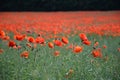 Red weed field Royalty Free Stock Photo