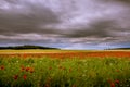 Red weed on a field with dark sky. Royalty Free Stock Photo