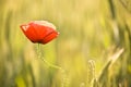 Red weed flower