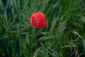 Red weed Royalty Free Stock Photo