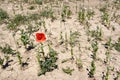 Red weed in poppy fields Royalty Free Stock Photo