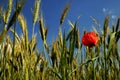 Red weed Royalty Free Stock Photo