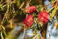 Red weeping bottlebrush flowering, native Australian plant Royalty Free Stock Photo
