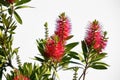 red weeping bottlebrush, latin names Callistemon viminalis, cutout in front of white background Royalty Free Stock Photo