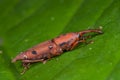 Red weevil