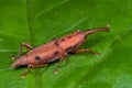 Red weevil/snout beetle