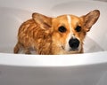 Red welsh corgi pembroke dog take a bath Royalty Free Stock Photo