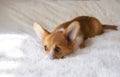 red welsh corgi pembroke puppy with big ears hid his nose in a fluffy shaggy white blanket