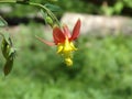 Red - Western Ã¢â¬â Crimson Columbine Aquilegia Formosa macro horizontal