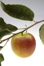 Red wet apple Royalty Free Stock Photo