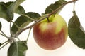 Red wet apple with leaf Royalty Free Stock Photo