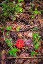 Red wet autumn leaf on the ground between green forest branches Royalty Free Stock Photo