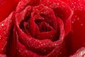 Red wet fresh rose Royalty Free Stock Photo