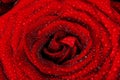 Red wet rose flower close-up. Background for Valentines day etc Royalty Free Stock Photo