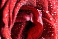 Red wet rose flower close-up. Greeting card or background Royalty Free Stock Photo