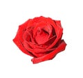 Red wet rose on white background Royalty Free Stock Photo