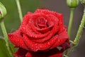 Red wet rose with water droplets