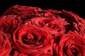 Red wet roses flowers isolated on black background. Royalty Free Stock Photo