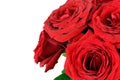 Red wet roses flowers isolated on white background. Royalty Free Stock Photo