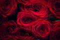 Red wet roses isolated on black background. Royalty Free Stock Photo