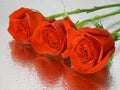 Red wet roses with water drops Royalty Free Stock Photo