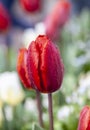 Red Wet Tulip Royalty Free Stock Photo