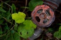 Red wheel of a water control valve controlling the amount of water to the agriculture fields Royalty Free Stock Photo