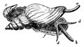 Red Whelk, vintage illustration