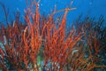 Red whip coral reef, group of marine biology ecosytem with colorful sea fish swim around with deep dive underwater landscape