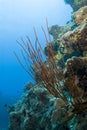 Red Whip coral on a tropical coral reef.