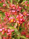 Red whirlwind seeds in autumn, Lithuania Royalty Free Stock Photo