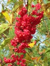 Red whirlwind seeds in autumn, Lithuania Royalty Free Stock Photo