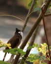 Red-Whishkered Bulbul Royalty Free Stock Photo
