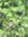 Red-whiskered Bulbul