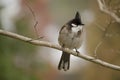Red-whiskered Bulbul Royalty Free Stock Photo