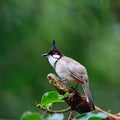 Red-whiskered Bulbul